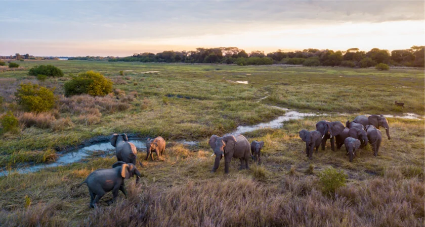 mara elephants September 17, 2026